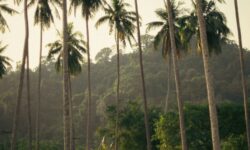Kerala holiday packages