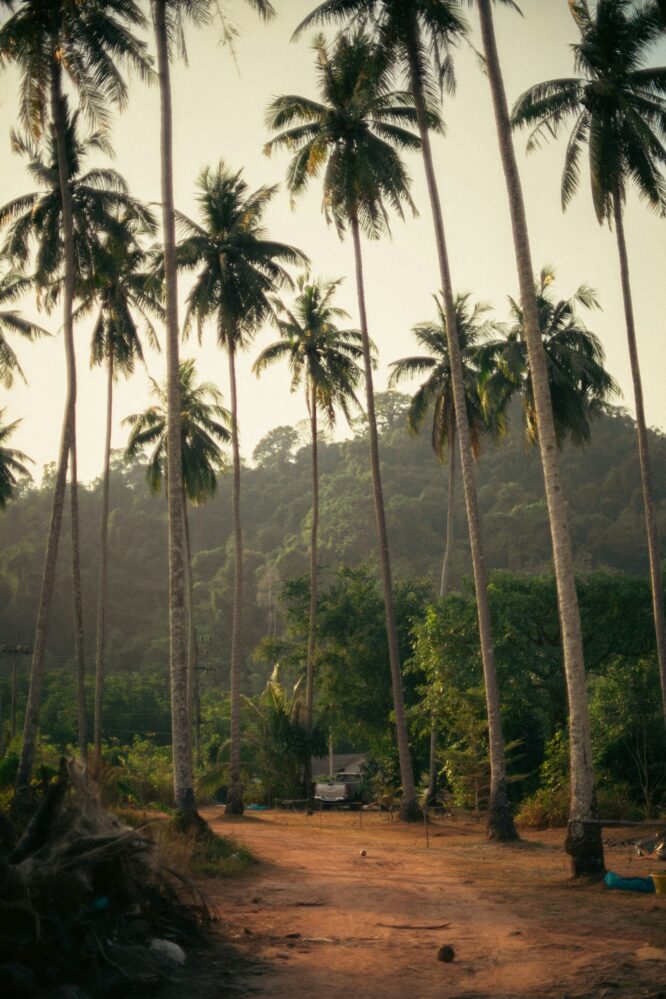 Kerala holiday packages