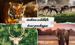 Experience Untamed Nature with Indian Wildlife Tour Packages