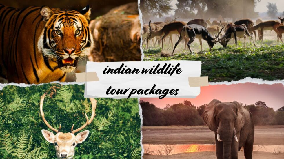 Experience Untamed Nature with Indian Wildlife Tour Packages